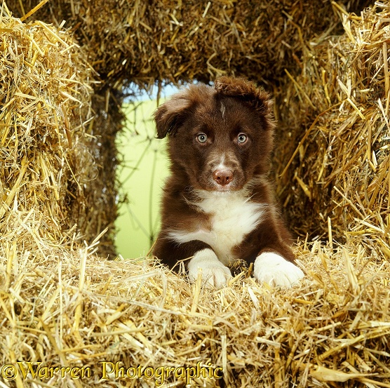 Liver-and-white Border Collie dog puppy among straw bales