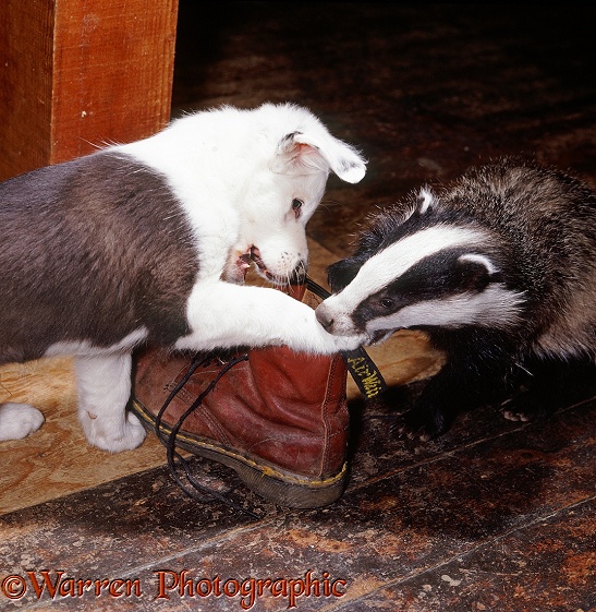 Black-and-white Border Collie pup, Patch, 6 weeks old, playing with Badger cub, Bodger, 3 months old
