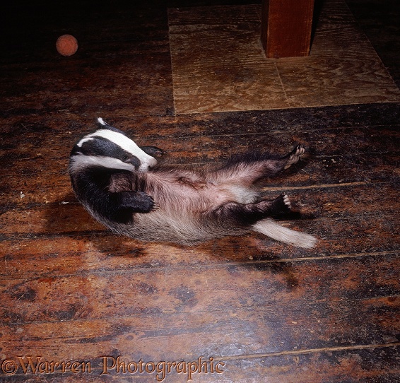Badger (Meles meles) lying on his back