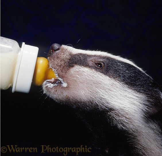 Rescue Badger (Meles meles) cub, Bodger, 9 weeks old, sucking milk from a bottle