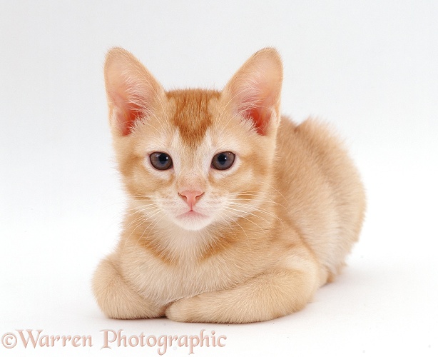 Ginger kitten, Ozzie, 9 weeks old, white background