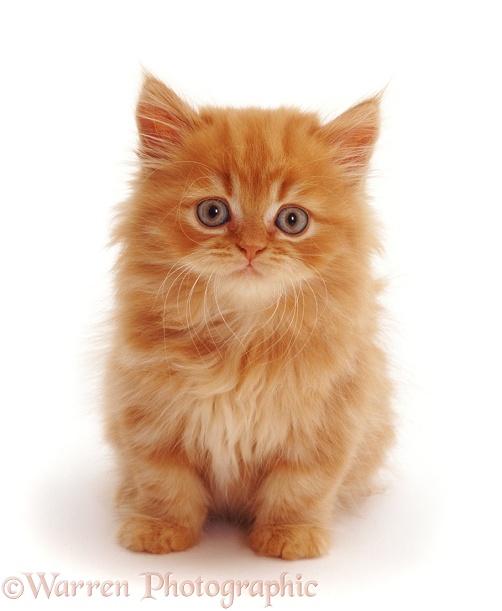 Red tabby longhaired Persian cross male kitten, Mr Rochester, 9 weeks old, white background