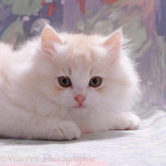 Pale ginger-and-white kitten, Furball, 9 weeks old