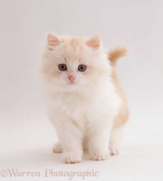 Cream-and-white fluffy kitten (Ragdoll x Turkish Van Cat x Persian), 6 weeks old, white background