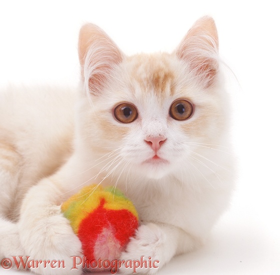 Cream Chinchilla-cross cat, 5 months old, white background