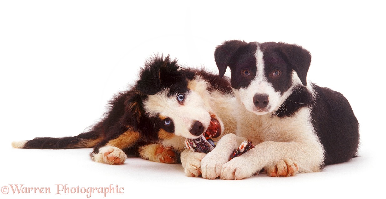 Border Collie pups, Ishmael and Izaac, white background