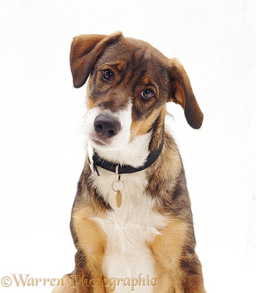 Young Border Collie x Doberman dog, Archie, white background
