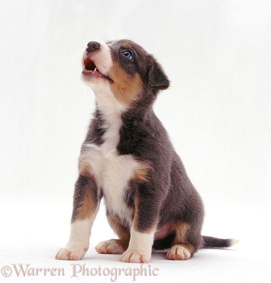 Border Collie-cross pup howling, white background