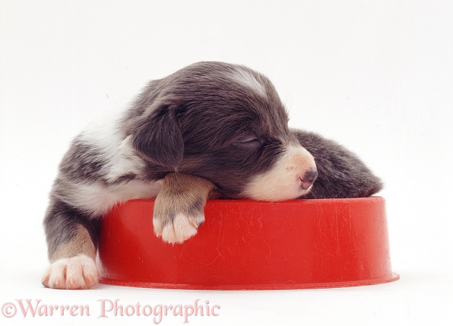 Border Collie-cross pup, 3 weeks old, sleeping in a bowl, white background