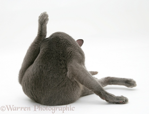 Blue Tonkinese male cat, Del, funnel grooming, white background