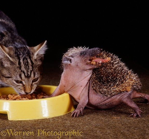 Tabby kitten and young Hedgehog (Erinaceus europaeus), both 8 weeks old, sharing a bowl of cat food; the hedgehog twists round to anoint its spines