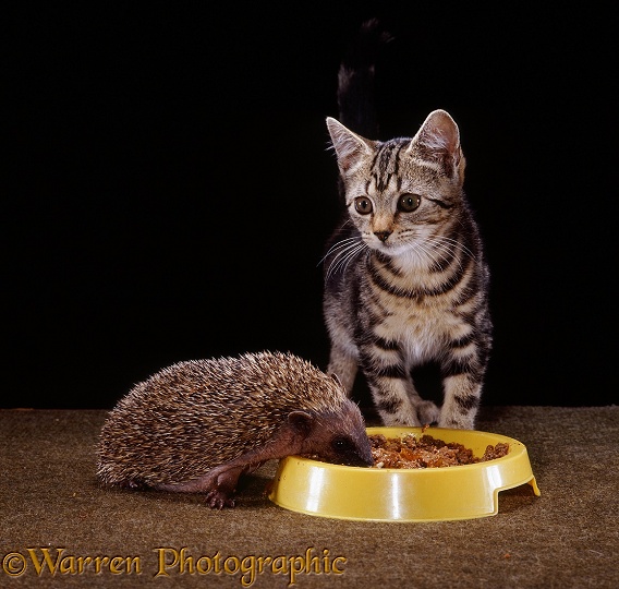 Tabby kitten and young Hedgehog (Erinaceus europaeus), both 8 weeks old, sharing a bowl of cat food; the kitten looks up briefly while the hedgehog continues eating