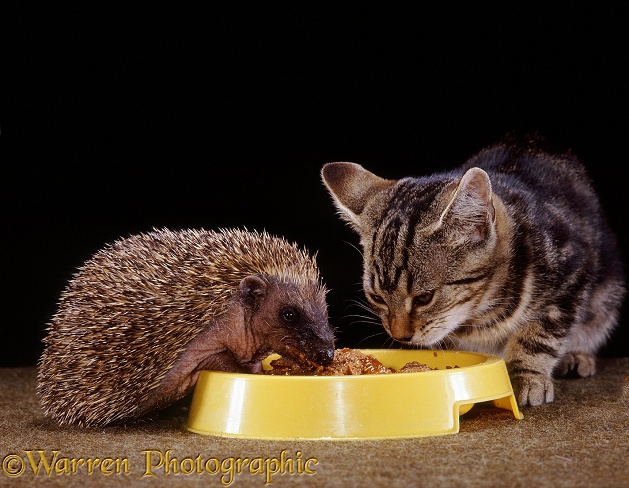 Tabby kitten and young Hedgehog (Erinaceus europaeus), both 8 weeks old, sharing a bowl of cat food