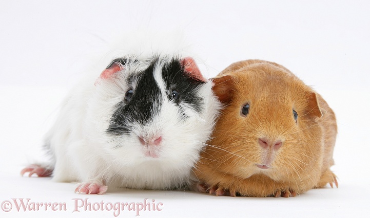 Black-and-white guinea pig, Papua, with red guinea pig, Rufi, white background