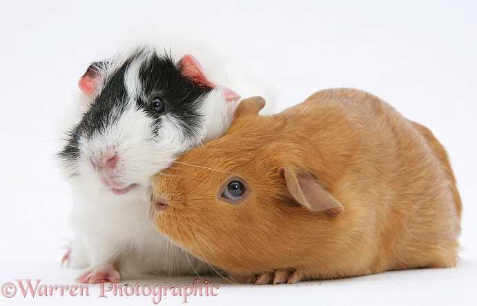Black-and-white guinea pig, Papua, with red guinea pig, Rufi, white background