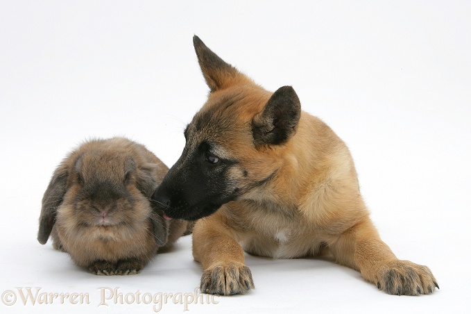 Belgian Shepherd Dog pup, Antar, 10 weeks old, with a Lionhead rabbit, white background