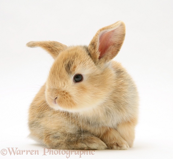 Baby sandy Lop rabbit, white background
