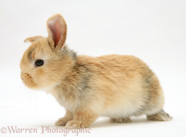 Baby sandy Lop rabbit, white background