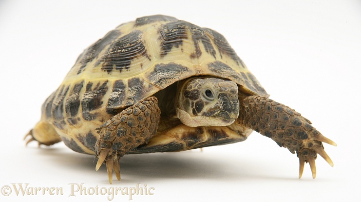 Young tortoise walking, white background