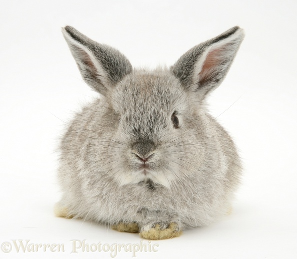 Baby silver Lop rabbit, white background
