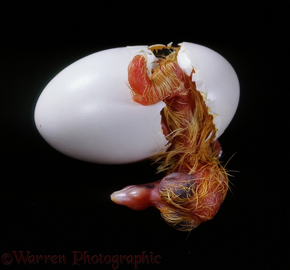 Street Pigeon (Columba livia) squab hatching from egg. 1 egg series: 5.  Worldwide