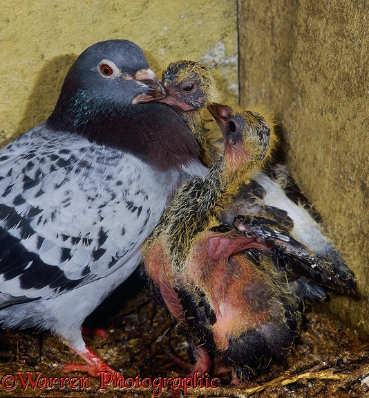 Street Pigeon (Columba livia) blue checkers hen with food-begging squabs in the nest.  Worldwide