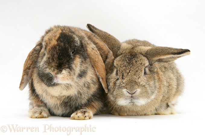 Sandy and tortoiseshell Lop rabbits, white background