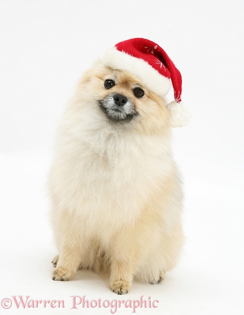 Pomeranian dog, Rikki, wearing a Father Christmas hat, white background
