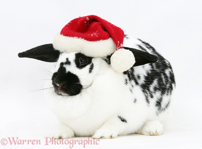 Black-and-white spotted rabbit wearing a Father Christmas hat, white background