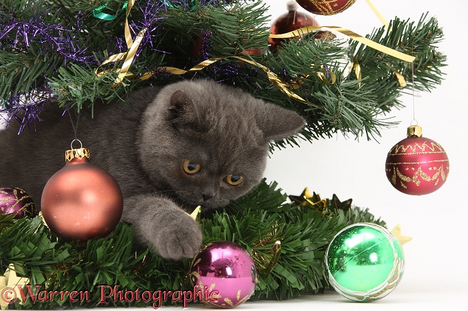 Grey kitten playing with baubles under a Christmas tree, white background