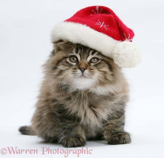 Maine Coon kitten, 8 weeks old, wearing a Father Christmas hat, white background