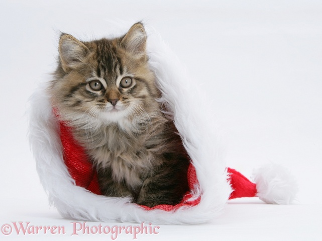 Maine Coon kitten, 8 weeks old, in a Father Christmas hat, white background