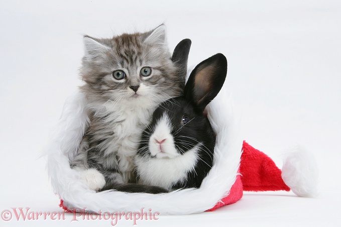 Maine Coon kitten, 8 weeks old, and baby Dutch x Lionhead rabbit in a Father Christmas hat, white background