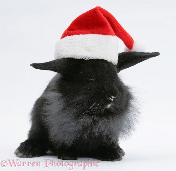 Black baby Dutch x Lionhead rabbit with Father Christmas hat on, white background