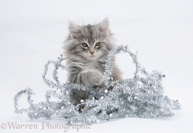Maine Coon kitten, 8 weeks old, with tinsel, white background