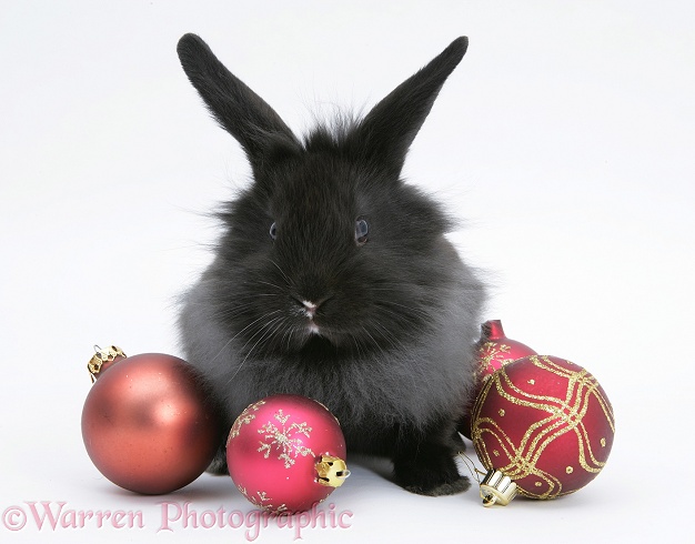 Black baby Dutch x Lionhead rabbit with red Christmas baubles, white background