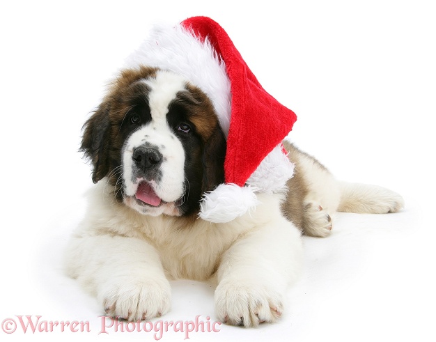 Saint Bernard puppy, Vogue, wearing a Father Christmas hat, white background