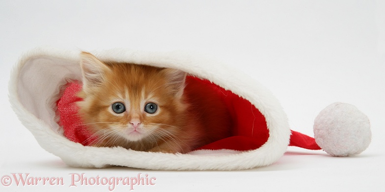 Ginger kitten in a Father Christmas hat, white background