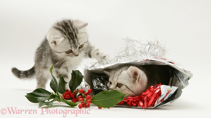 Silver tabby kittens with holly and Christmas parcel, white background
