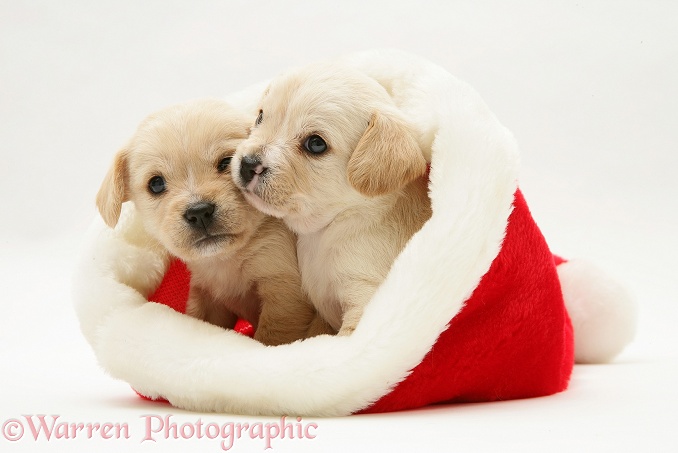 Westie x Cavalier pups in a Father Christmas hat, white background
