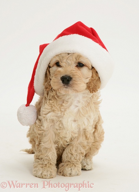 American Cockapoo puppy wearing a Father Christmas hat, white background