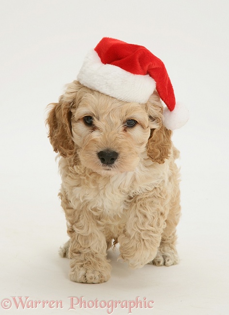 American Cockapoo puppy wearing a Father Christmas hat, white background