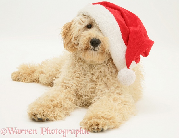 Cream Miniature Poodle, Rodney, wearing a Father Christmas hat, white background