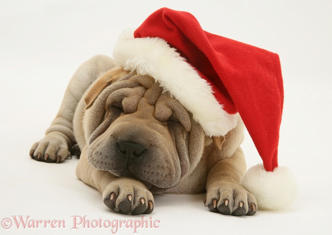Shar-pei pup, Beanie, wearing a Father Christmas hat, white background