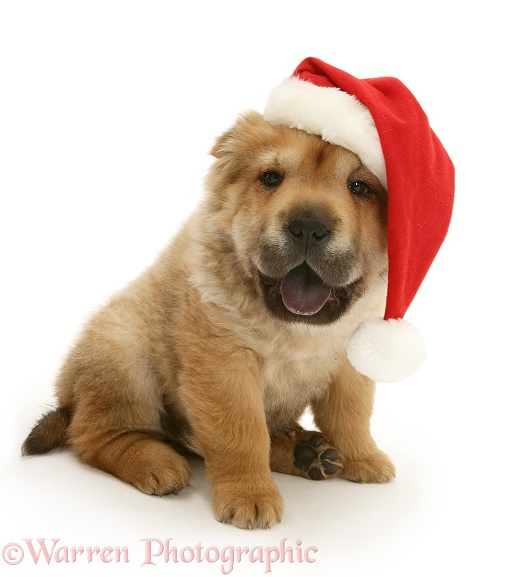 Shar-pei pup wearing a Father Christmas hat, white background