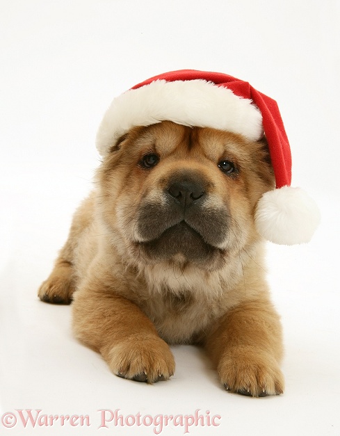 Shar-pei pup wearing a Father Christmas hat, white background