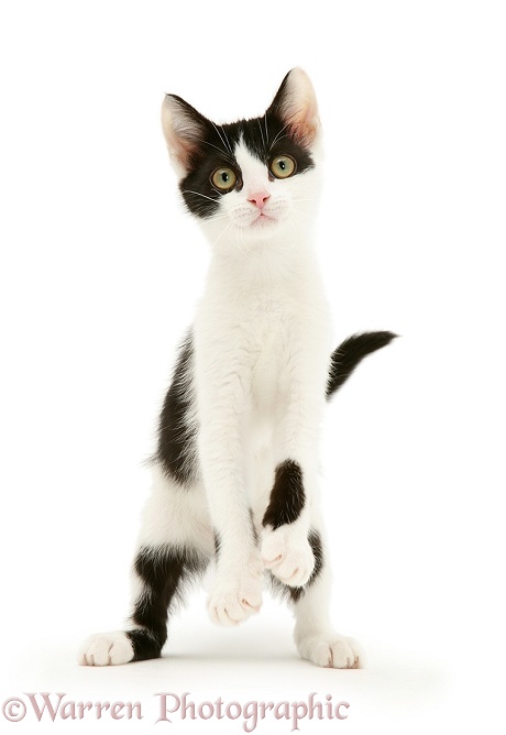 Black-and-white kitten standing up, white background