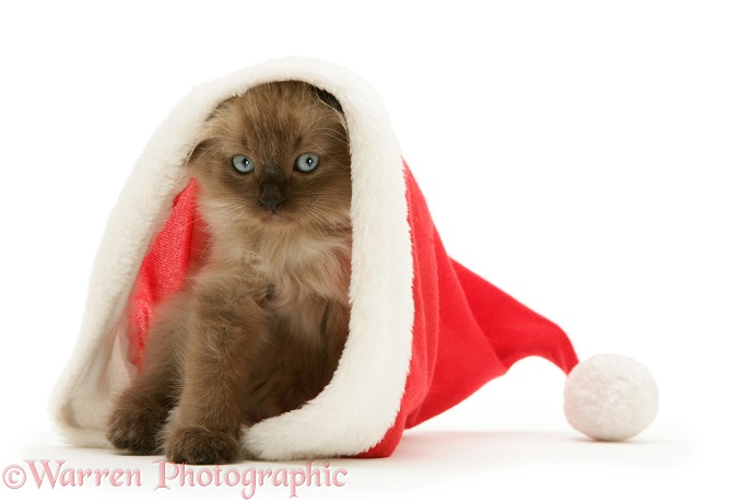Chocolate Birman-cross kitten in a Father Christmas hat, white background
