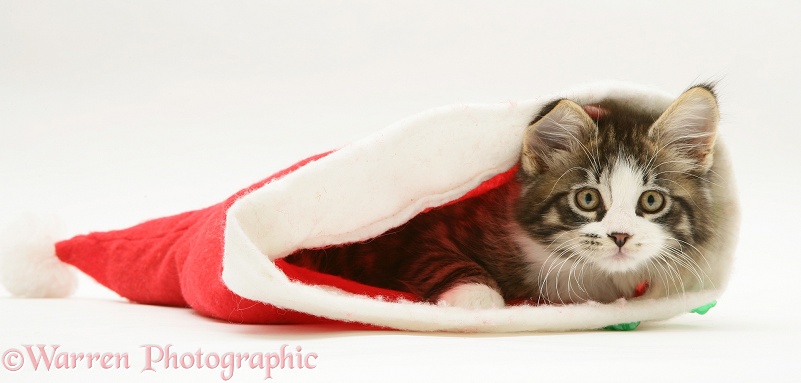 Maine Coon kitten, 8 weeks old, in a Santa hat, white background