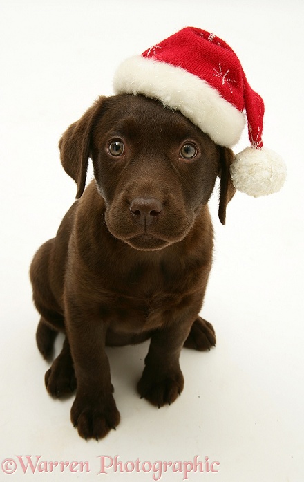Chocolate Labrador Retriever pup, Mocha, wearing a Father Christmas hat, white background